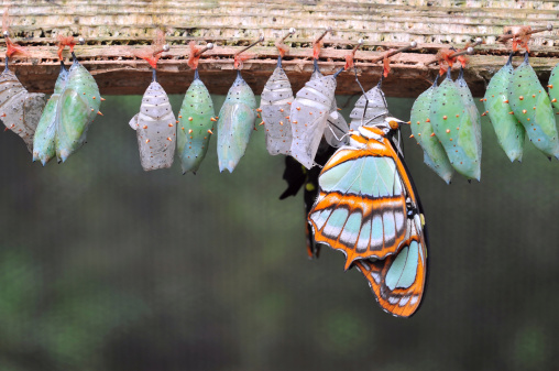 Filas de mariposa cocoons photo