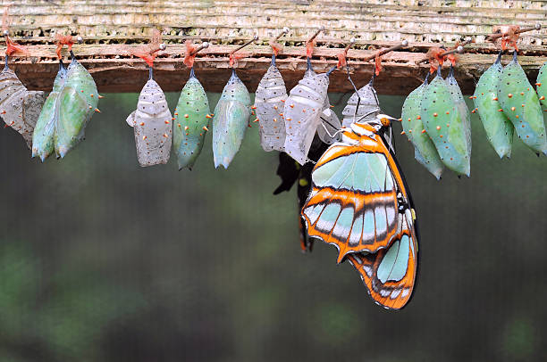 Rows of butterfly cocoons