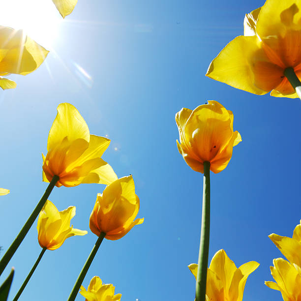 istock yellow tulips against the sky 453214877
