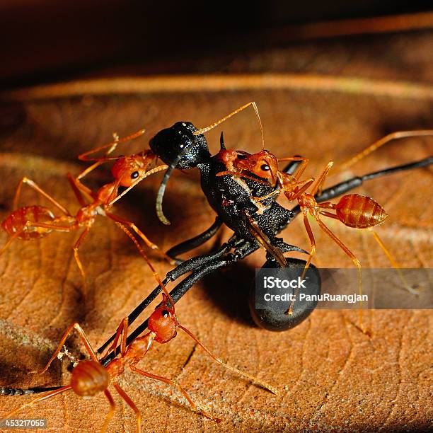 Red Ant - zdjęcia stockowe i więcej obrazów Bliskie zbliżenie - Bliskie zbliżenie, Czerwony, Czułek