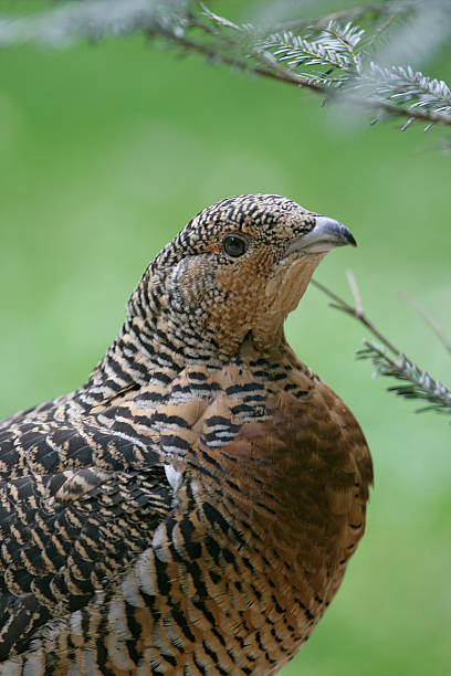 Capercaillie, Tetrao urogallus Capercaillie, Tetrao urogallus, single female head detail, Germany capercaillie grouse grouse wildlife scotland stock pictures, royalty-free photos & images