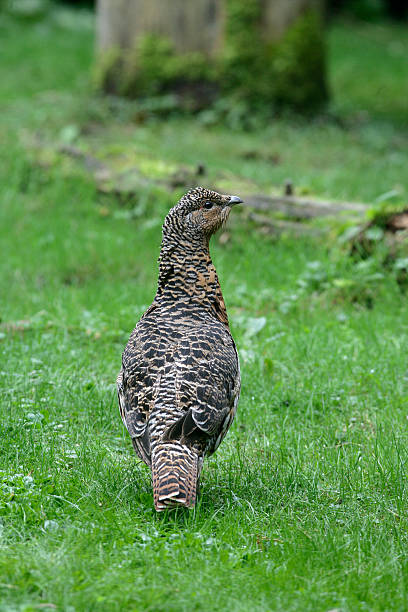 Capercaillie, Tetrao urogallus Capercaillie, Tetrao urogallus, single female on grass, Germany capercaillie grouse grouse wildlife scotland stock pictures, royalty-free photos & images