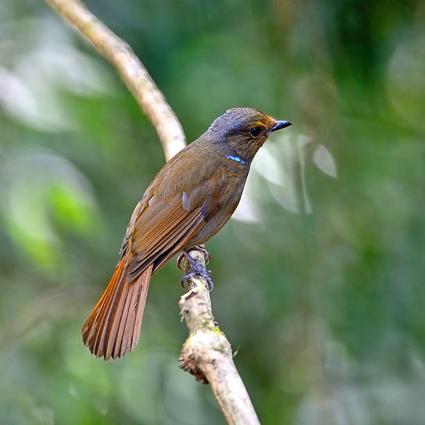 istock female Large Niltawa 453218271