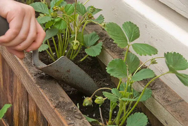 Hand of a child using a trowel to assist in planting strawberries in a planter box.