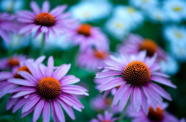istock Echinacea Purpurea / Purple Coneflower 453219023