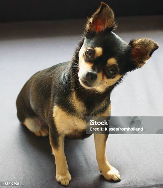 Chihuahua Schwarz Und Sandbraun Stockfoto und mehr Bilder von Blick in die Kamera - Blick in die Kamera, Chihuahua - Rassehund, Digitale Verbesserung