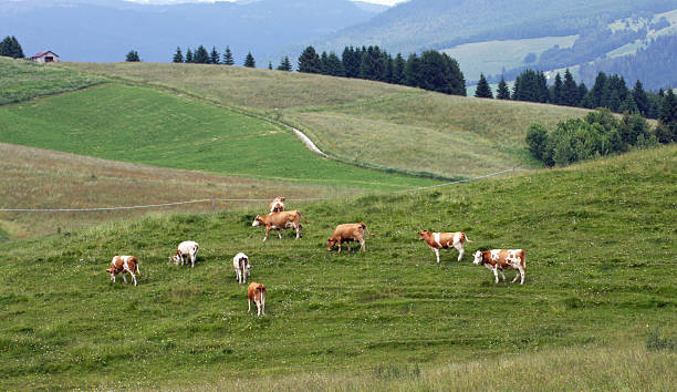istock cows grazing in the mountains 453219343