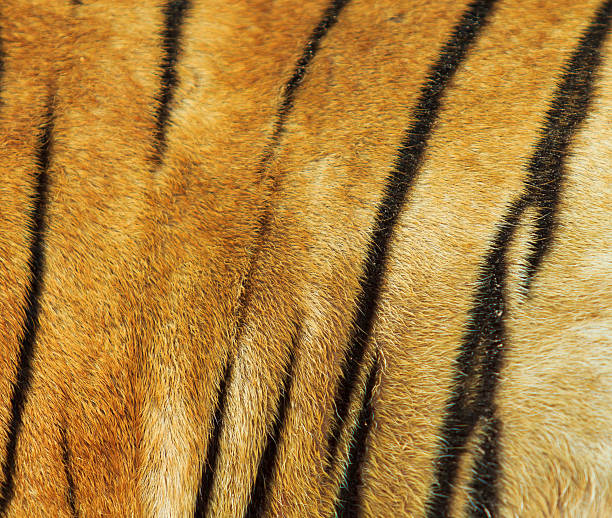 istock tiger fur and  skin 453219587