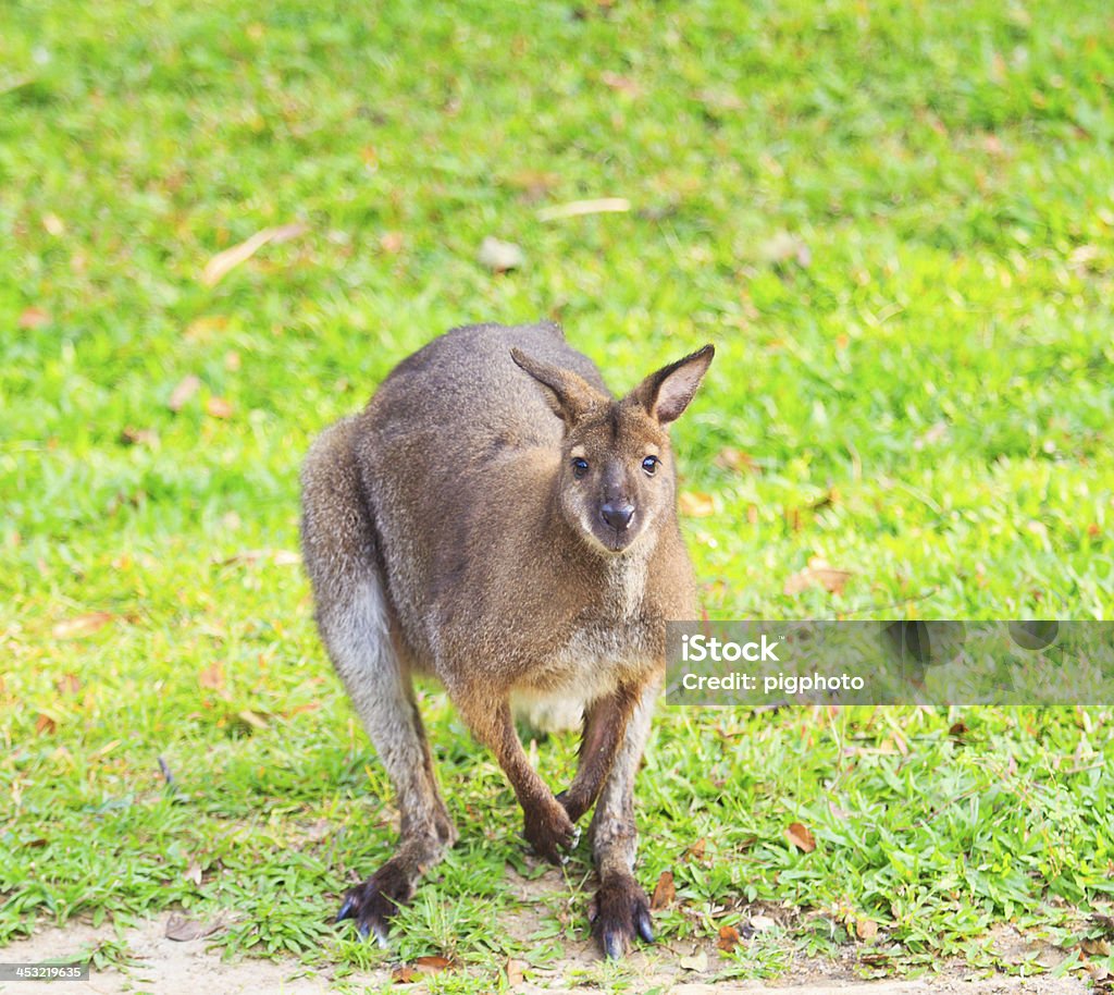 Kangur rudy i bennet's wallaby - Zbiór zdjęć royalty-free (Kangur)