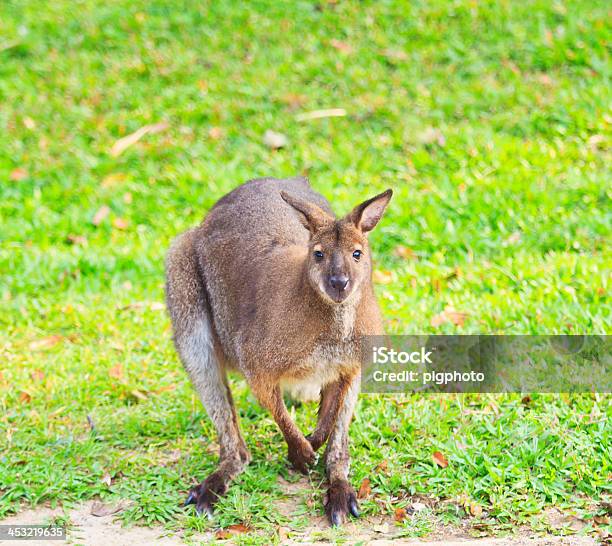 Kangur Rudy I Bennets Wallaby - zdjęcia stockowe i więcej obrazów Kangur - Kangur, Australia, Australijski Outback