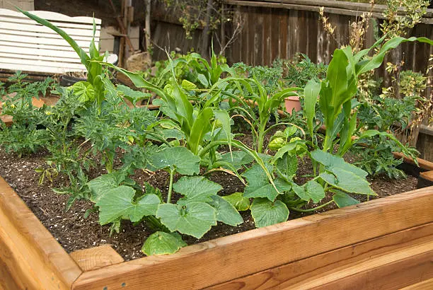 Sprouting lush garden in a raised bed in a beautiful yard. Summer vegetables soon to present in this redwood planter box.