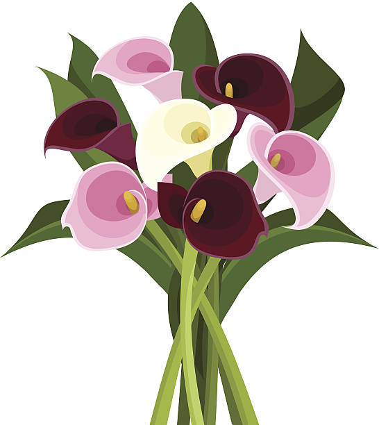 ilustraciones, imágenes clip art, dibujos animados e iconos de stock de ramo de color lilies lirios. ilustración vectorial. - alcatraces de colores