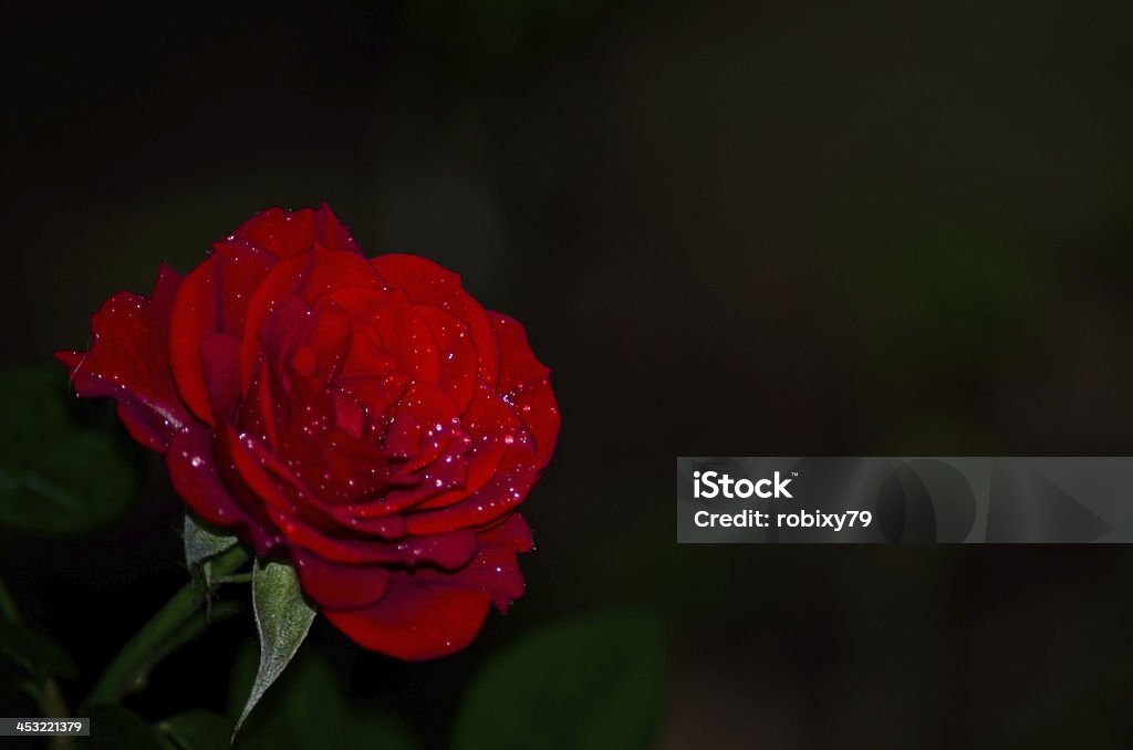 Red rose a red rose wet with dew Black Color Stock Photo
