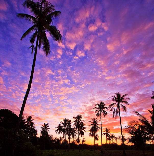 istock Sunrise in the morning coconut groves 453222241
