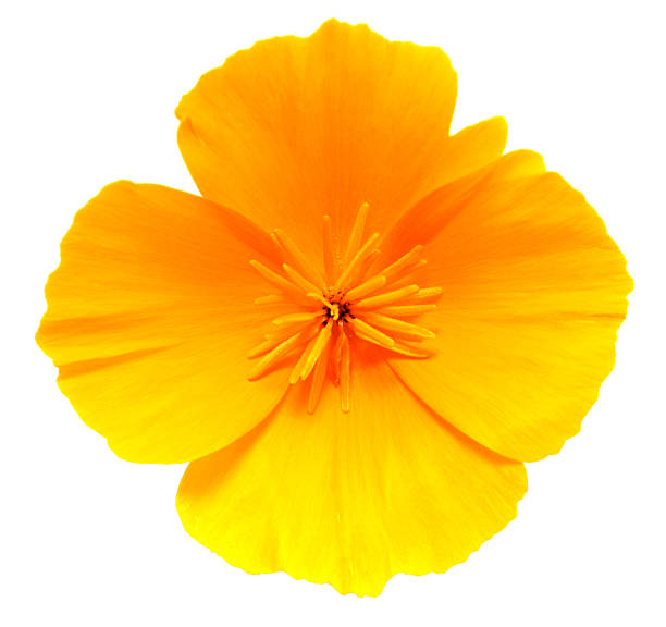 California Golden Poppy flower isolated on white Close-up of California Golden Poppy flower isolated on white background california golden poppy stock pictures, royalty-free photos & images