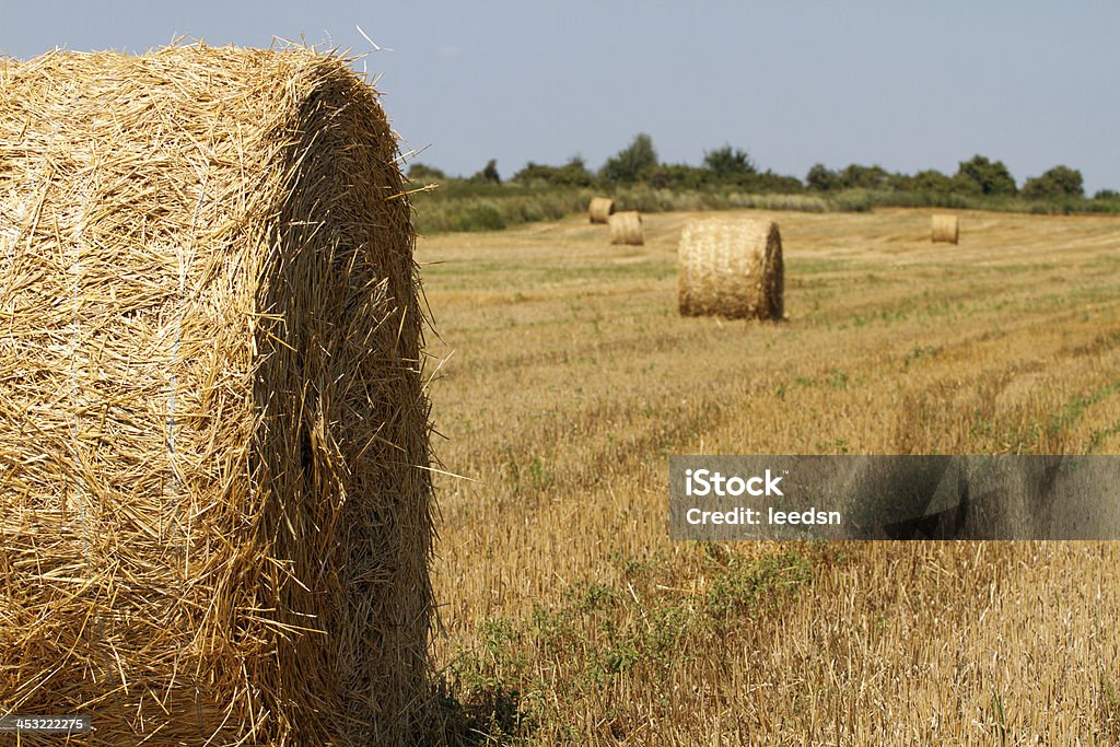 Fardos de feno - Foto de stock de Agricultura royalty-free