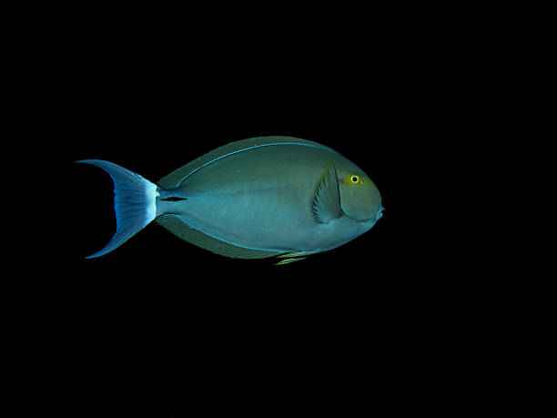 Bluespine Unicornfish Bluespine Unicornfish, Unicorn Tang (Naso unicornis) naso unicornis stock pictures, royalty-free photos & images