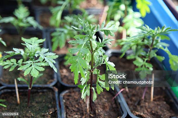 Piante Verdi - Fotografie stock e altre immagini di Agricoltura - Agricoltura, Cibo, Cibo biologico