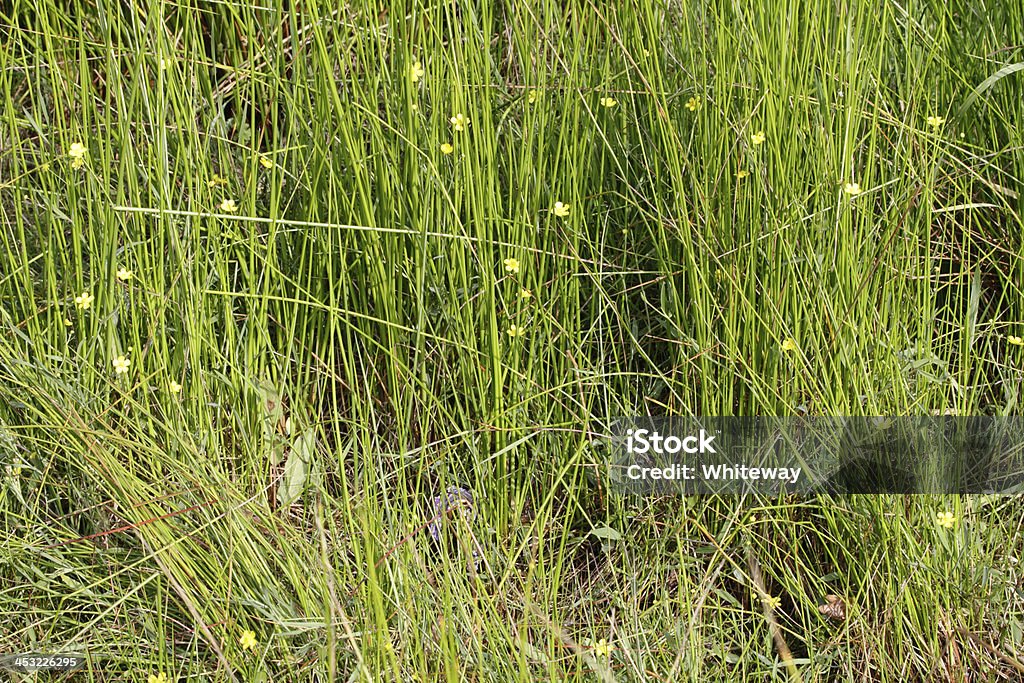 Terreno paludoso circondata da piccole flammula spearwort ranuncolo oscillante tra reeds - Foto stock royalty-free di Ambientazione esterna