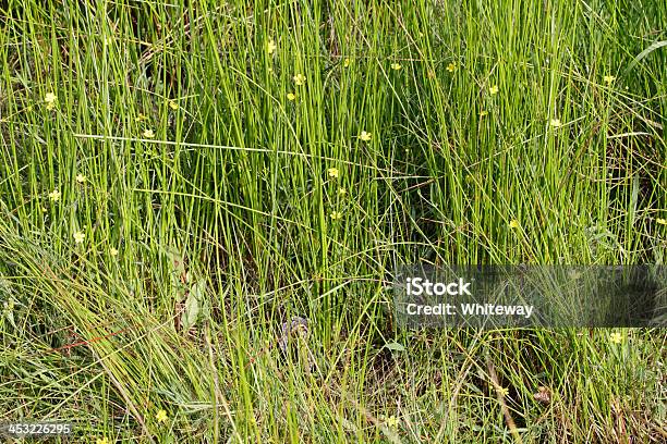 Terreno Paludoso Circondata Da Piccole Flammula Spearwort Ranuncolo Oscillante Tra Reeds - Fotografie stock e altre immagini di Ambientazione esterna