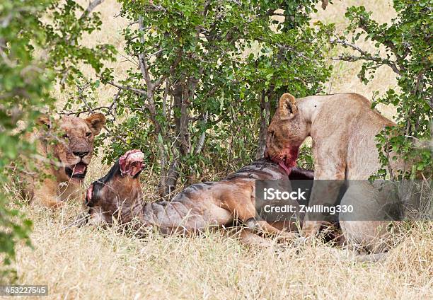 Femmina Mangiare A Leoni Wildbeest - Fotografie stock e altre immagini di Addome - Addome, Addome umano, Affamato