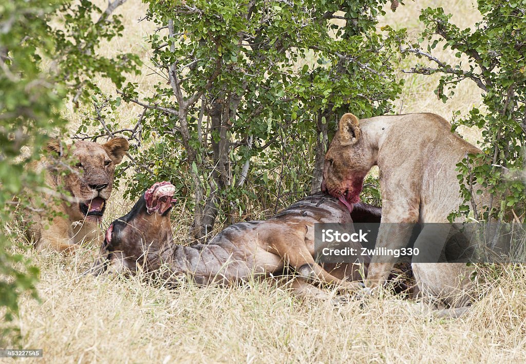 雌ライオンズ食事、wildbeest - アフリカのロイヤリティフリーストックフォト