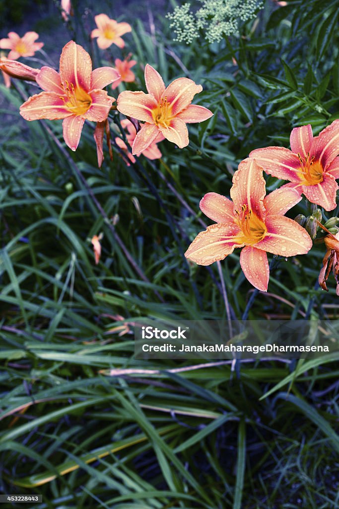 Flower shot of a natural Flower in nature Agricultural Field Stock Photo