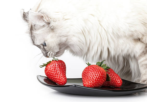 istock White cat carefully eats fresh strawberry from black plate 453229023