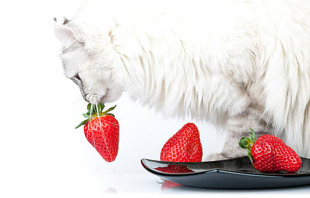 istock White cat carefully eats fresh red strawberry from black plate 453229129