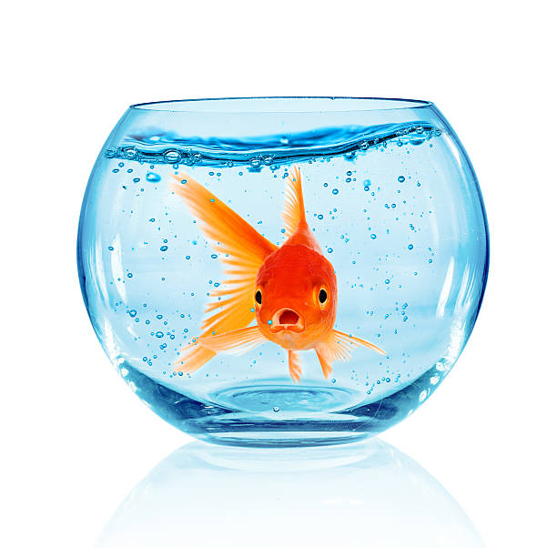 istock Goldfish in aquarium 453229425
