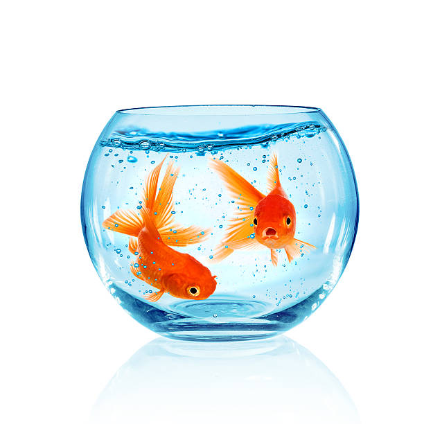 istock Goldfish in aquarium 453229433
