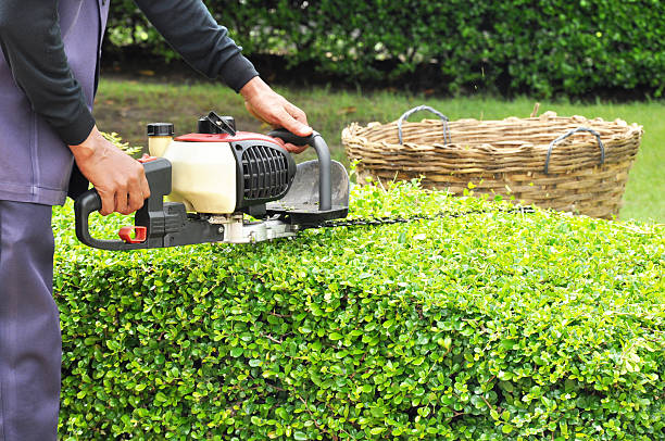 Gardener trimming green bush with trimmer machine Gardener trimming green bush with trimmer machine  hedge stock pictures, royalty-free photos & images