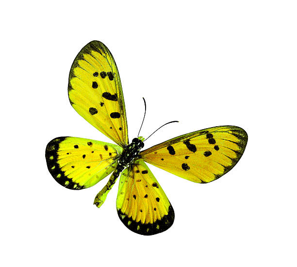 hermosa mariposa amarillo en elegantes colores (leonado coster butterfl - lime butterfly fotografías e imágenes de stock