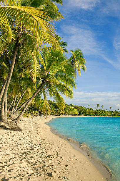 istock Palm trees over tropical lagoon at Fiji 453230295