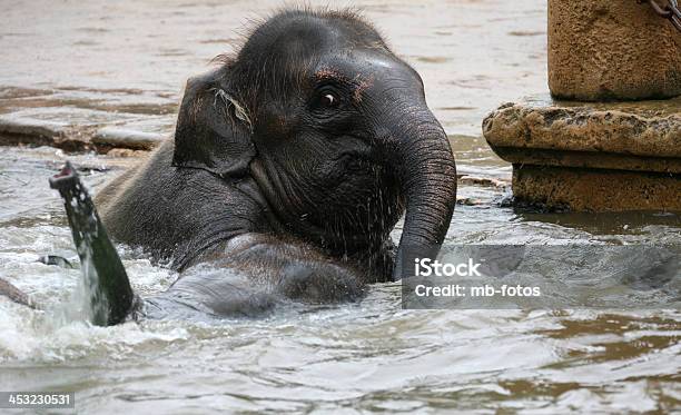 Bathing Elephant Stock Photo - Download Image Now - Asia, Asian and Indian Ethnicities, Bathroom