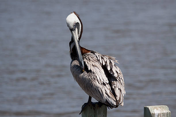 istock Female Brown Pelican 453231329