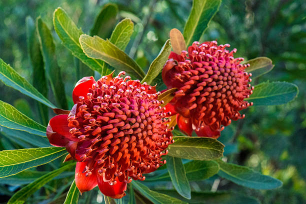 Two Waratahs, Red. Native Wildflower, Australia. New South Wales Emblem. Two red waratahs (Telopea speciosissima), New South Wales State Flower, Australia. Photographed in natural bush setting. telopea stock pictures, royalty-free photos & images