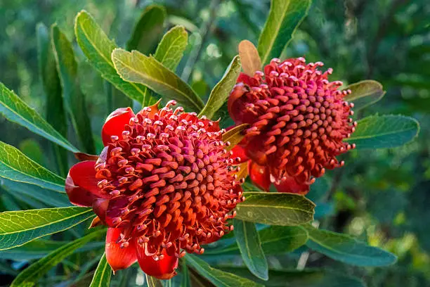 Two red waratahs (Telopea speciosissima), New South Wales State Flower, Australia. Photographed in natural bush setting.