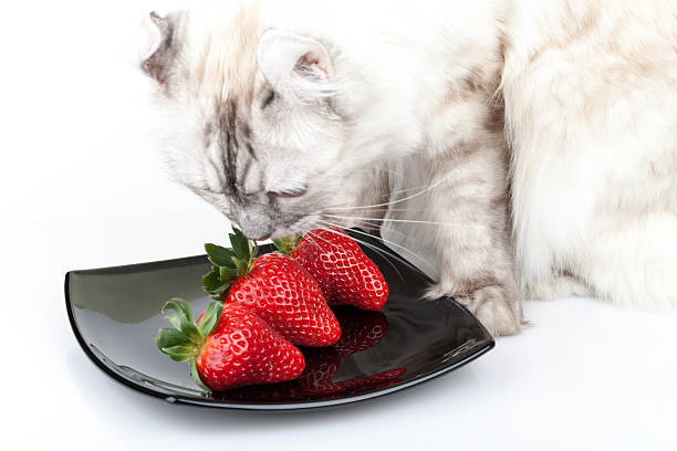 istock White cat carefully eats fresh red strawberry 453231525