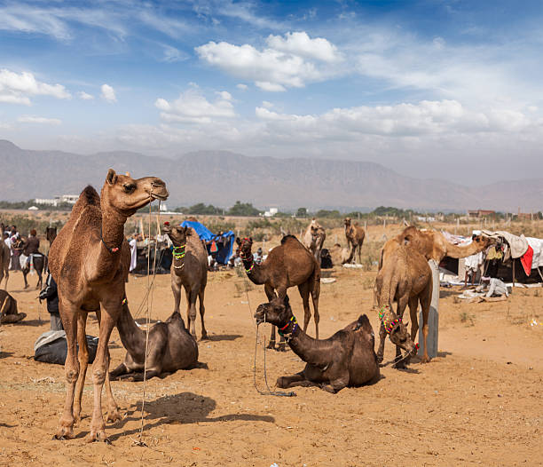 istock Camels at Pushkar Mela (Pushkar Camel Fair),  India 453233261