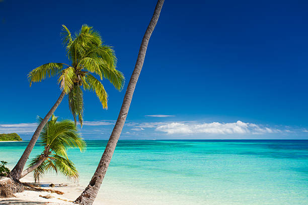 istock Palm trees hanging over tropical beach 453234163