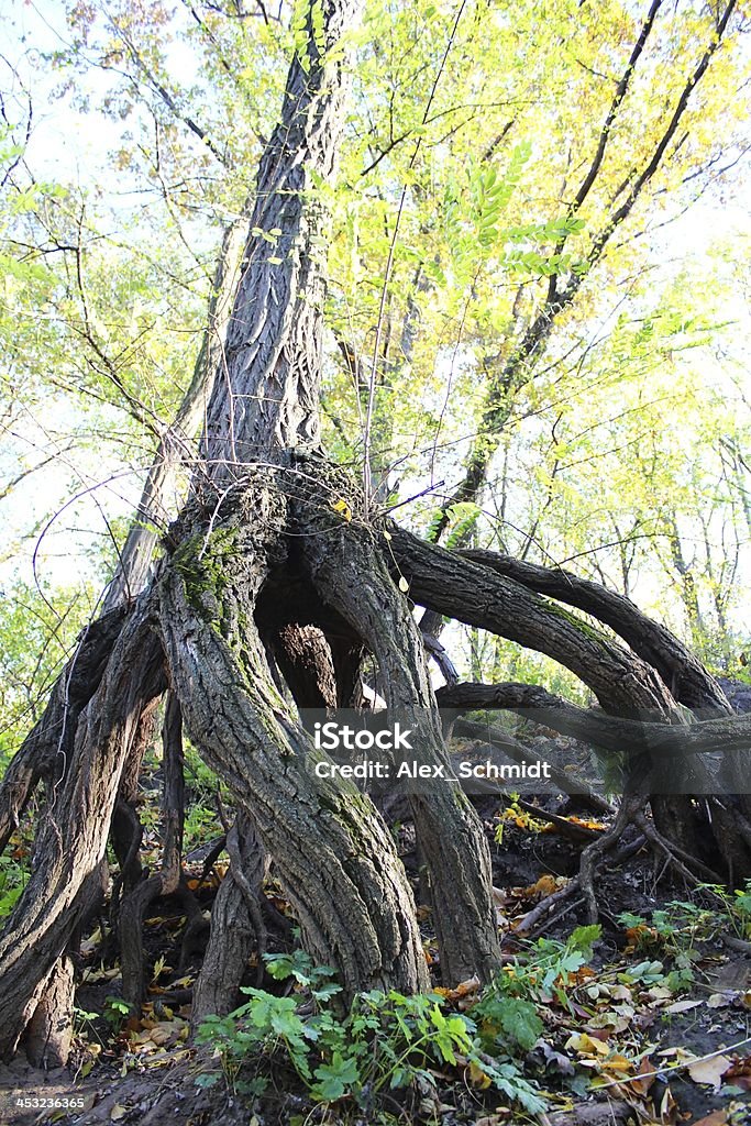 奇妙な木のステムと巨大なルーツ - アカシアの木のロイヤリティフリーストックフォト