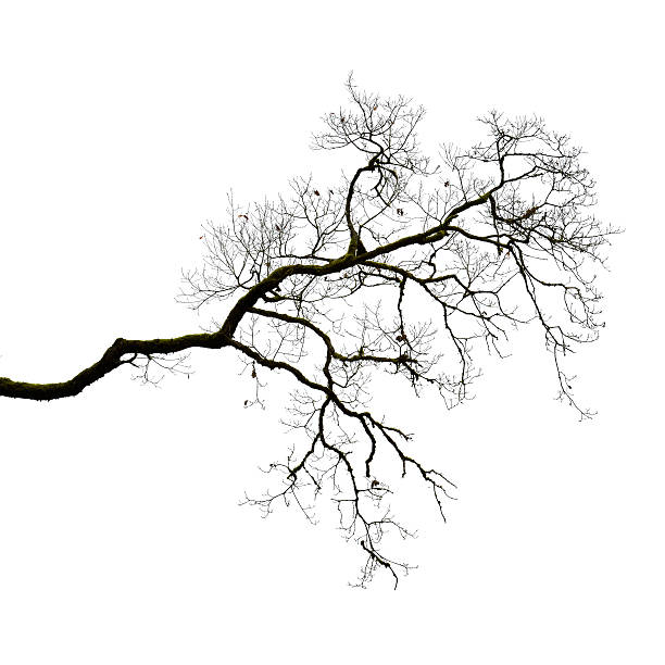 istock Silhouette of leafless branch 453236981