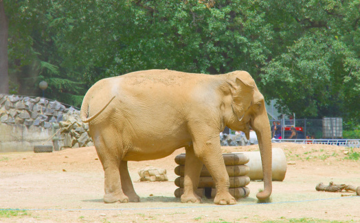 Single elephant having fun at feeding time