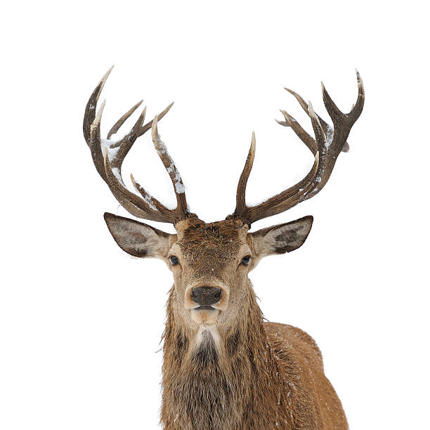 Red deer portrait isolated Red deer head and antler portrait isolated on white. stag photos stock pictures, royalty-free photos & images