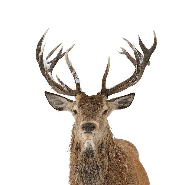Red deer head and antler portrait isolated on white.