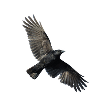 Flying crow Aislado en blanco photo