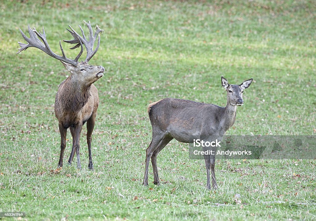 Calling Rothirsch Hirsch und Hind - Lizenzfrei Bock - Männliches Tier Stock-Foto