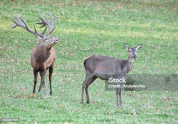 Calling Rothirsch Hirsch Und Hind Stockfoto und mehr Bilder von Bock - Männliches Tier - Bock - Männliches Tier, Fotografie, Geweih