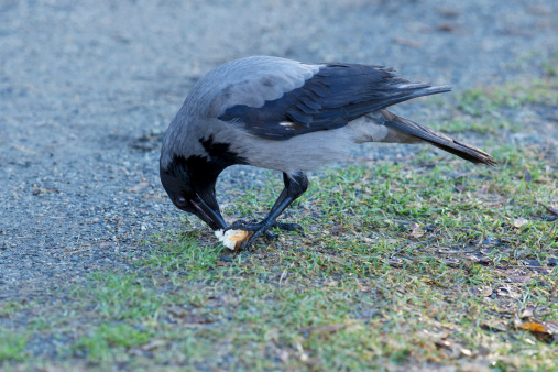 Hooded Crow eating small piece of bread held by claws